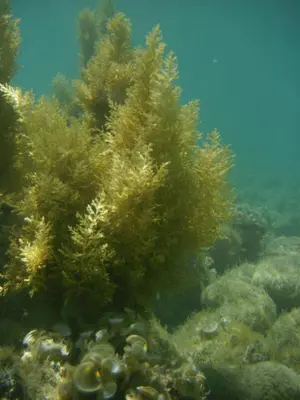 an underwater picture of a coral reef at Summer Holiday House MM in Ulcinj