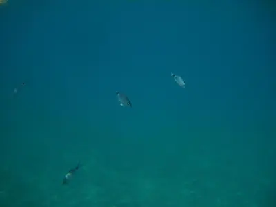 a group of dolphins swimming in the water at Summer Holiday House MM in Ulcinj