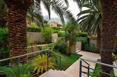 a staircase leading to a yard with palm trees at Palma Apartments in Kotor