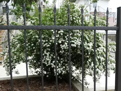 a bush of white flowers behind a fence at Green Line Guesthouse in Bar