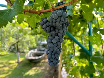 a bunch of grapes hanging from a vine at Prevalis Nature Cottage in Virpazar