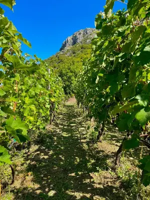 a row of grape vines in a field at Prevalis Nature Cottage in Virpazar