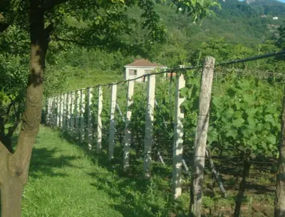 a row of vines in a field of grapes at Studio and winery Kalimut in Virpazar