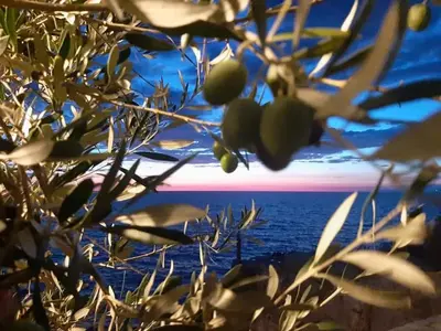 a tree with a view of the ocean at Apartments Marina in Utjeha