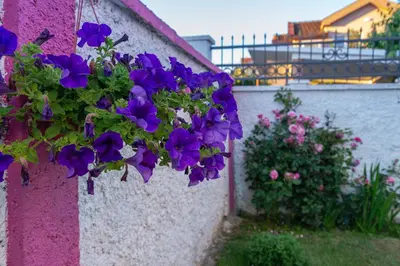 a bunch of purple flowers hanging on a wall at Apartman Mona in Podgorica