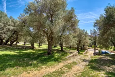 a group of trees in a field with a road at Stonehouse in Olives in Ulcinj