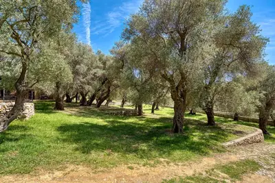 a grove of olive trees in a park at Stonehouse in Olives in Ulcinj