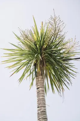 a palm tree with its leaves at Padam Hotel & SPA in Ulcinj