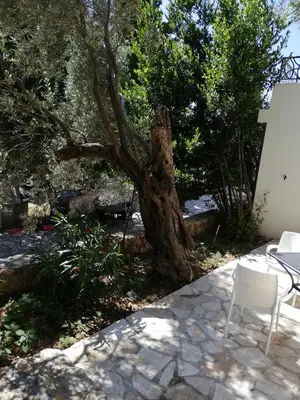 a tree in the middle of a patio with a table and chairs at Dolores Apartments in Petrovac na Moru