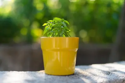 a plant in a yellow pot sitting on a table at Honey Farm House in Virpazar