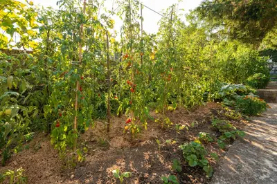 a garden with red peppers growing in it at Honey Farm House in Virpazar