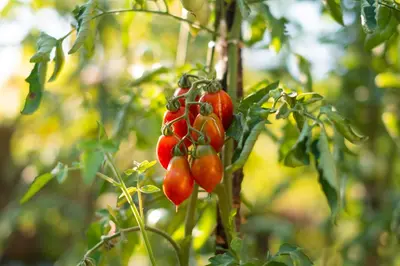 a bunch of red tomatoes hanging from a tree at Honey Farm House in Virpazar