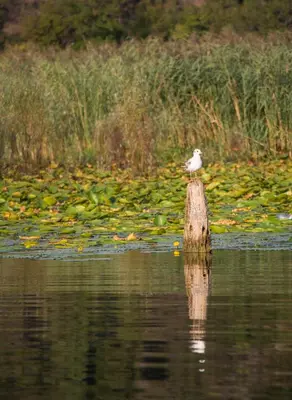 a bird sitting on a wooden post in the water at Rijeka Crnojevića, Lidija Apartment in Rijeka Crnojevića