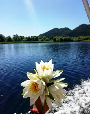 a white flower sitting on the edge of a lake at Rijeka Crnojevića, Lidija Apartment in Rijeka Crnojevića