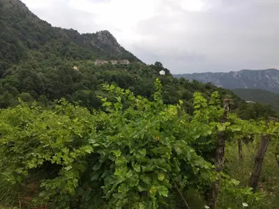 a bunch of grapes on a hill with mountains in the background at Take a Lake - Zabes, Virpazar in Virpazar