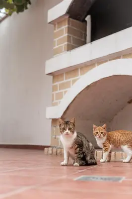 two cats sitting in front of a brick oven at Vila Vukotić in Petrovac na Moru