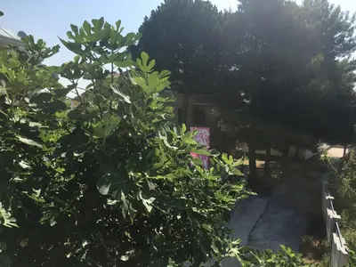 a tree with green leaves in front of a house at Apartman Danilo in Ulcinj