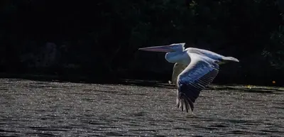 a bird flying over a body of water at Lakeview Apartments Anđela in Virpazar