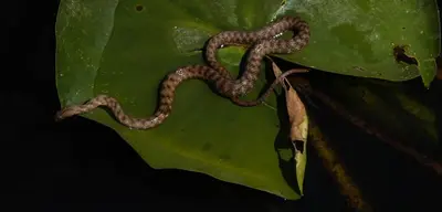 a snake on top of a green leaf at Lakeview Apartments Anđela in Virpazar