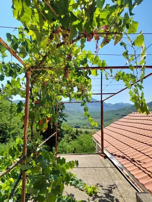 a view from the roof of a house with trees at Feel the village in Virpazar