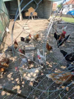 a group of chickens standing around in a cage at Balabani Local Stay in Podgorica