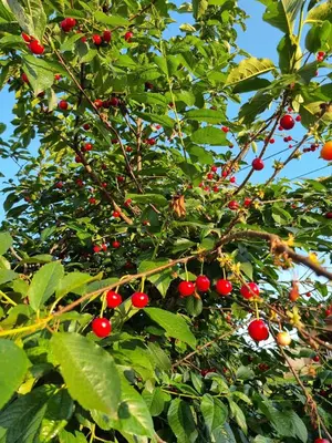 a tree with lots of red berries on it at Balabani Local Stay in Podgorica