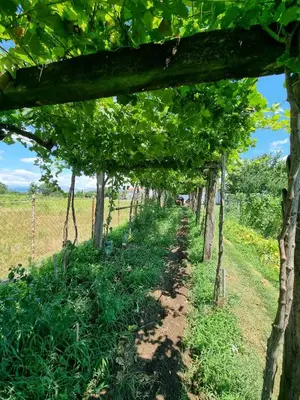 a row of trees lining a dirt road at Balabani Local Stay in Podgorica