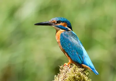 a blue bird sitting on top of a plant at Hotel Pelikan in Virpazar
