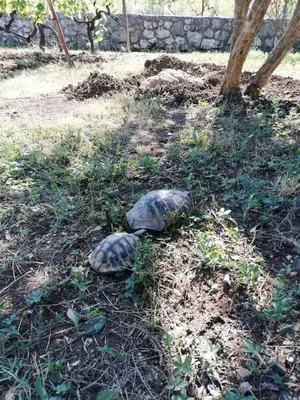 two turtles laying on the ground in the grass at T&A Apartment in Rijeka Crnojevića