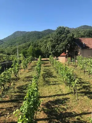 a row of vines in a field with a house at T&A Apartment in Rijeka Crnojevića