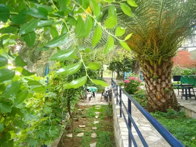 a garden with a fence and a palm tree at Apartments Villa Petranović in Budva