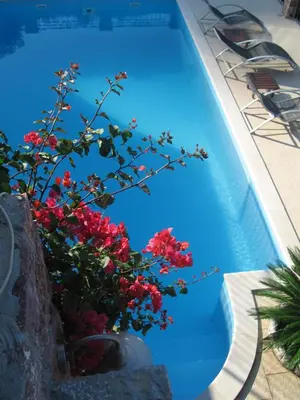 a plant with red flowers next to a swimming pool at Apartments Villa Čučuk in Budva