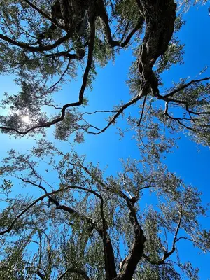 a view of the tops of trees against a blue sky at Olive Garden Apartment in Petrovac na Moru