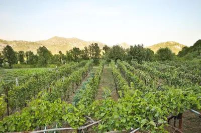 a field of vines with mountains in the background at Aleksa in Cetinje