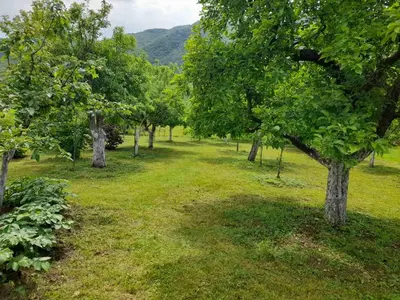 a row of trees in a field with green grass at Aleksa in Cetinje