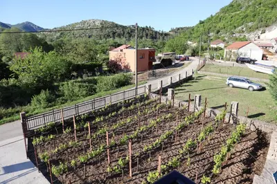 a row of plants on a hill next to a road at Green Field Apartments in Virpazar