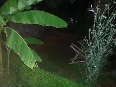 a large green leafy plant in a yard at night at Apartments Kovačević in Petrovac na Moru