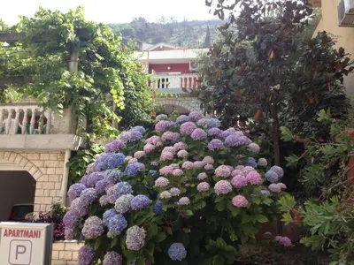 a bunch of purple flowers in a garden at Apartments Boreta II in Budva