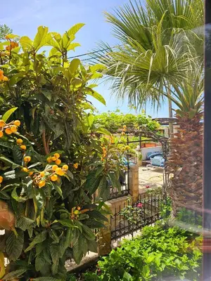 a garden with a palm tree and a fence at Villa Vi apartmen in a villa with a swimming pool in Bar