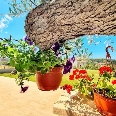 two pots of flowers are hanging from a tree at Vila Uma in Bar