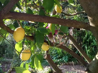 a branch of a lemon tree with fruits on it at Oaza Guest House in Sveti Stefan