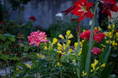 a group of colorful flowers in a garden at Apartments Lazarević Sutomore in Sutomore