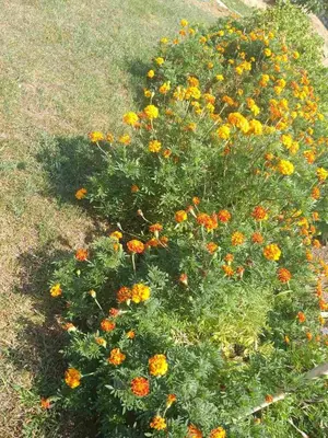 a circle of yellow and orange flowers in the grass at Hostel Vera - Airport Podgorica in Podgorica