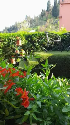 a garden with red flowers and green plants at JOCKER in Virpazar