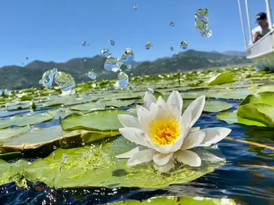 a white water lily in the water with bubbles at JOCKER in Virpazar