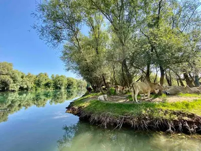 a group of cows standing next to a river at JOCKER in Virpazar