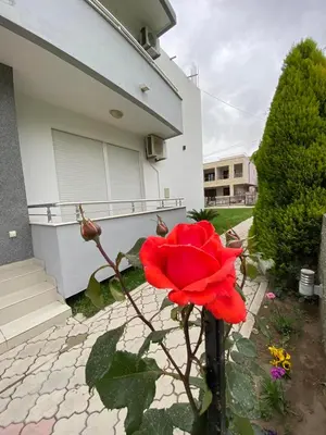 a red rose in front of a house at MD APARTMENTS in Ulcinj