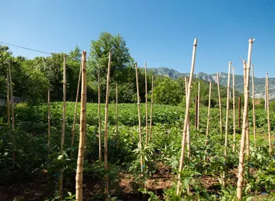 a row of bamboo trees in a field at Plamenatz studio apartments in Virpazar