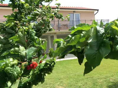 a tree with red berries on it in a yard at Apartments Raskovic I in Radanovići