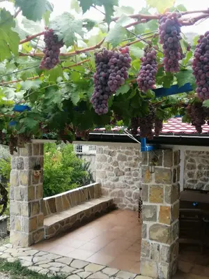 a bunch of purple grapes hanging from a tree at Etno house HAPPY VILLAGE in Cetinje